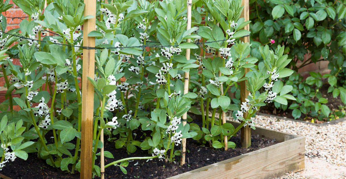 broad beans growing
